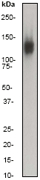 Western blot analysis on Hela cell lysate using anti-EPS15R antibody, dilution 1:50000.