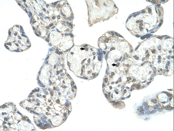 EPS8L1 antibody LS-C31931 was used in IHC to stain formalin-fixed, paraffin-embedded human placenta.