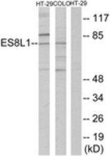 Western blot of extracts from COLO205/HT-29 cells, using ES8L1 Antibody. The lane on the right is treated with the synthesized peptide.