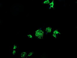 Anti-CMPK1 mouse monoclonal antibody immunofluorescent staining of COS7 cells transiently transfected by pCMV6-ENTRY CMPK1.