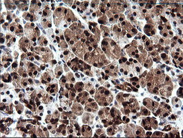IHC of paraffin-embedded Human pancreas tissue using anti-CMPK1 mouse monoclonal antibody.