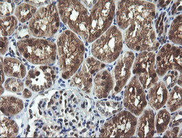 IHC of paraffin-embedded Human Kidney tissue using anti-CMPK1 mouse monoclonal antibody.