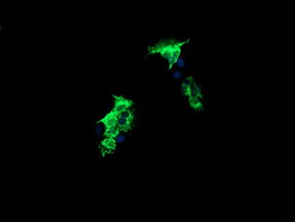 Anti-CMPK1 mouse monoclonal antibody immunofluorescent staining of COS7 cells transiently transfected by pCMV6-ENTRY CMPK1.