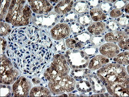 IHC of paraffin-embedded Human Kidney tissue using anti-CMPK1 mouse monoclonal antibody.
