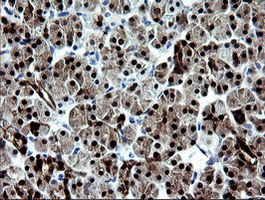 IHC of paraffin-embedded Human pancreas tissue using anti-CMPK1 mouse monoclonal antibody.