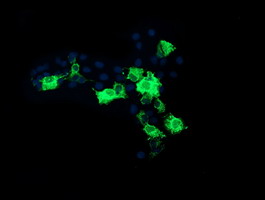 Anti-CMPK1 mouse monoclonal antibody immunofluorescent staining of COS7 cells transiently transfected by pCMV6-ENTRY CMPK1.