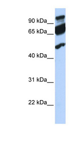 ERAL1 antibody LS-C110541 Western blot of 721_B cell lysate.