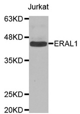 Western blot analysis of extracts of Jurkat cell lines, using ERAL1 antibody.