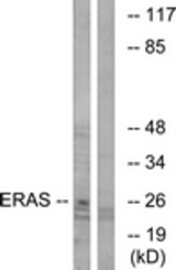 Western blot of extracts from Jurkat cells, using ERAS Antibody. The lane on the right is treated with the synthesized peptide.
