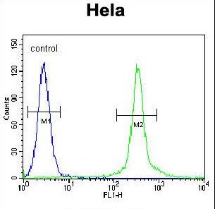 CMPK2 Antibody flow cytometry of HeLa cells (right histogram) compared to a negative control cell (left histogram). FITC-conjugated goat-anti-rabbit secondary antibodies were used for the analysis.