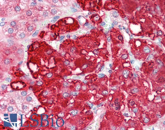 Anti-CMPK2 antibody IHC staining of human adrenal. Immunohistochemistry of formalin-fixed, paraffin-embedded tissue after heat-induced antigen retrieval.
