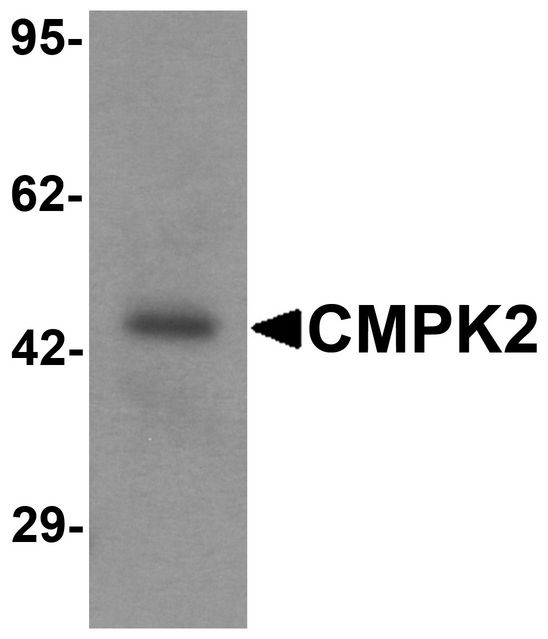 Western blot analysis of CMPK2 in rat lung tissue lysate with CMPK2 antibody at 1 ug/ml