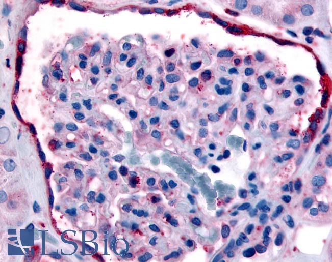 Anti-ERBB4 antibody LS-A2847 IHC of human glomerulus. Immunohistochemistry of formalin-fixed, paraffin-embedded tissue after heat-induced antigen retrieval.