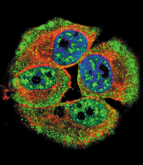 Confocal immunofluorescent of Phospho-HER4-Y1162 Antibody with MCF-7 cell followed by Alexa Fluor 488-conjugated goat anti-rabbit lgG (green). Actin filaments have been labeled with Alexa Fluor 555 phalloidin (red). DAPI was used to stain the cell nuclear (blue).