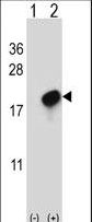 Western blot of CMTM7 (arrow) using rabbit polyclonal CMTM7 Antibody. 293 cell lysates (2 ug/lane) either nontransfected (Lane 1) or transiently transfected (Lane 2) with the CMTM7 gene.