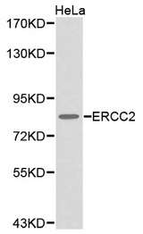 Western blot analysis of extracts of HeLa cell line, using ERCC2 antibody.