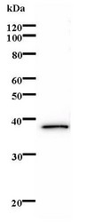 Western blot of immunized recombinant protein using ERCC3 antibody.