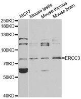 Western blot analysis of extracts of various cell lines, using ERCC3 antibody.