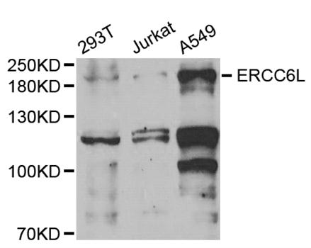 Western blot analysis of extracts of various cell lines, using ERCC6L antibody.