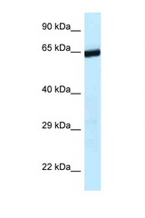 C9orf102 antibody LS-C145438 Western blot of Mouse Liver lysate. Antibody concentration 1 ug/ml.