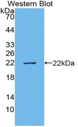 Western blot of recombinant EREG / Epiregulin.