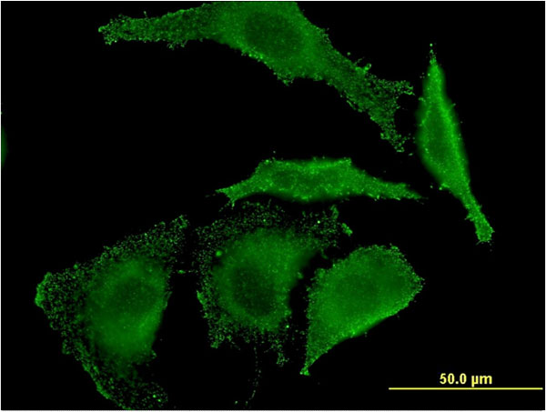 Immunofluorescence of monoclonal antibody to EREG on HeLa cell . [antibody concentration 10 ug/ml]