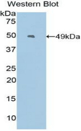 Western blot of recombinant EREG / Epiregulin.
