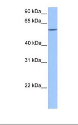 Fetal brain lysate. Antibody concentration: 1.0 ug/ml. Gel concentration: 12%.