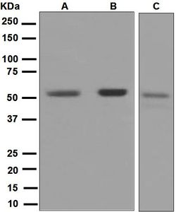 Western blot analysis on (A) Jurkat, (B) 293T, and (C) MCF-7 cell lysates using anti-ERG antibody.