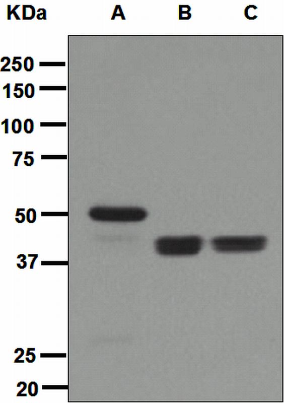 Western blot analysis on (A) Jurkat, (B) HT-29, and (C) MCF-7 cell lysates using anti-ERG antibody.