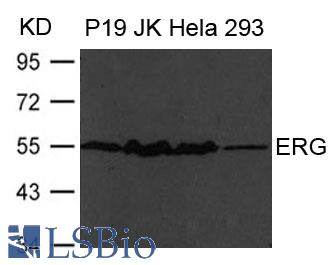 Western blot of extract from P19, JK, HeLa and 293 cells using ERG antibody