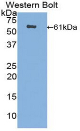 Western blot of recombinant ERG-1 / CUZD1.