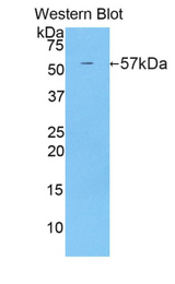 Western blot of recombinant ERG-1 / CUZD1.