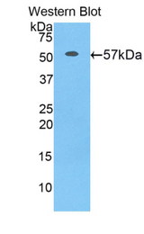 Western blot of recombinant ERG-1 / CUZD1.
