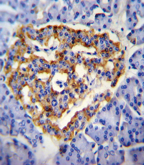 CUZD1 Antibody immunohistochemistry of formalin-fixed and paraffin-embedded human pancreas tissue followed by peroxidase-conjugated secondary antibody and DAB staining.