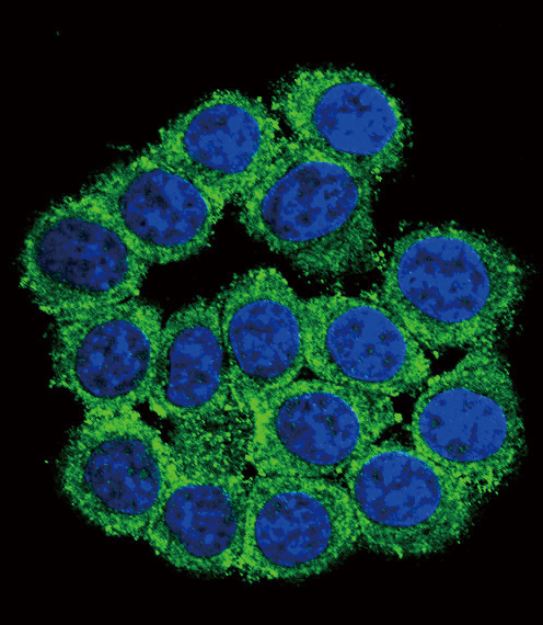 Confocal immunofluorescent of CUZD1 Antibody with 293 cell followed by Alexa Fluor? 488-conjugated goat anti-rabbit lgG (green). DAPI was used to stain the cell nuclear (blue).
