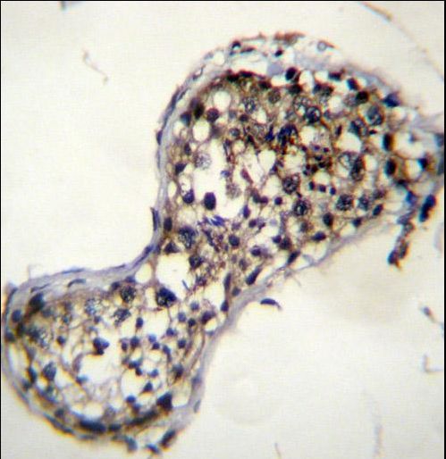 SQLE Antibody immunohistochemistry of formalin-fixed and paraffin-embedded human testis tissue followed by peroxidase-conjugated secondary antibody and DAB staining.