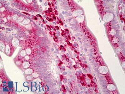 Anti-LMAN1 antibody IHC of human small intestine. Immunohistochemistry of formalin-fixed, paraffin-embedded tissue after heat-induced antigen retrieval. Antibody LS-B6581 dilution 1:50.