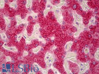 Anti-LMAN1 antibody IHC of human liver. Immunohistochemistry of formalin-fixed, paraffin-embedded tissue after heat-induced antigen retrieval. Antibody LS-B6581 dilution 1:50.
