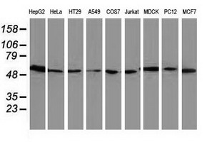 Western blot of extracts (35ug) from 9 different cell lines by using anti-LMAN1 monoclonal antibody.