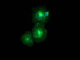 Anti-LMAN1 mouse monoclonal antibody immunofluorescent staining of COS7 cells transiently transfected by pCMV6-ENTRY LMAN1.