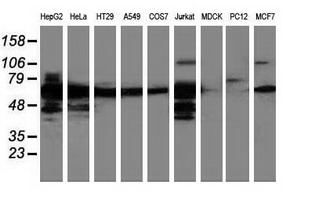 Western blot of extracts (35 ug) from 9 different cell lines by using anti-LMAN1 monoclonal antibody.
