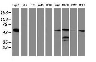 Western blot of extracts (35ug) from 9 different cell lines by using anti-LMAN1 monoclonal antibody.