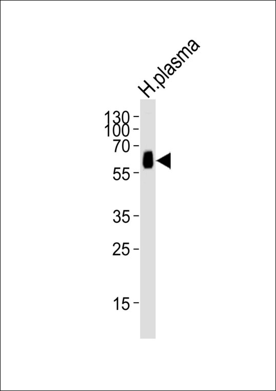 Western blot of lysate from human plasma tissue lysate with CNDP1 Antibody. Antibody was diluted at 1:1000. A goat anti-rabbit IgG H&L (HRP) at 1:10000 dilution was used as the secondary antibody. Lysate at 20 ug.