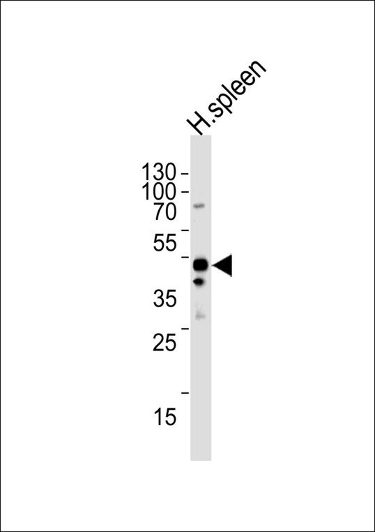 Western blot of lysate from human spleen tissue lysate, using CHMP6 Antibody. Antibody was diluted at 1:1000 at each lane. A goat anti-rabbit IgG H&L (HRP) at 1:5000 dilution was used as the secondary antibody. Lysate at 35ug per lane.