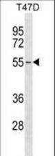 ERGIC2 Antibody western blot of T47D cell line lysates (35 ug/lane). The ERGIC2 antibody detected the ERGIC2 protein (arrow).