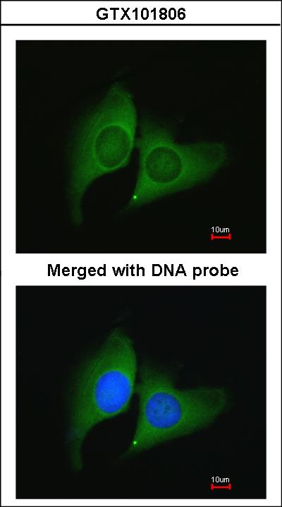 Immunofluorescence of paraformaldehyde-fixed HeLa using ERH antibody at 1:200 dilution.