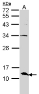 Sample (30 ug of whole cell lysate). A: A431. 15% SDS PAGE. ERH antibody diluted at 1:1500