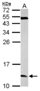 Sample (50 ug of whole cell lysate). A: mouse brain. 15% SDS PAGE. ERH antibody diluted at 1:1000.