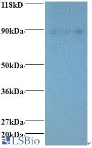 Western blot of Enhancer of rudimentary homolog Antibody at 2 ug/ml + 293T whole cell lysate at 20 ug. Secondary: Goat polyclonal to Rabbit IgG at 1:15000 dilution. Predicted band size: 11 kDa. Observed band size: 88 kDa.